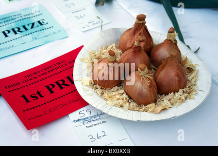 Preisgekrönte Schalotten in einem Land fair Stockfoto