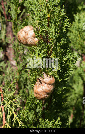 Tannenzapfen auf einem Firt Baum in Südfrankreich, nr Orange. Stockfoto