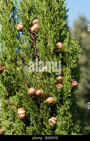 Tannenzapfen auf einem Firt Baum in Südfrankreich, nr Orange. Stockfoto