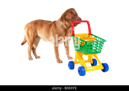 Welpe mit Warenkorb Stockfoto