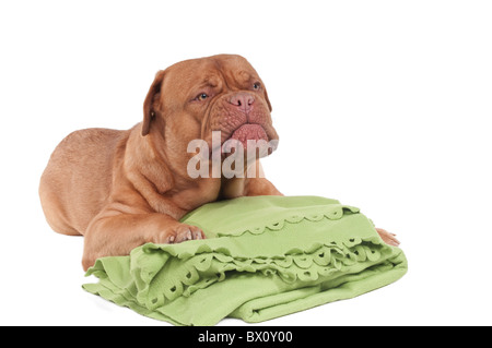 Hund geht auf grüne Decke schlafen Stockfoto