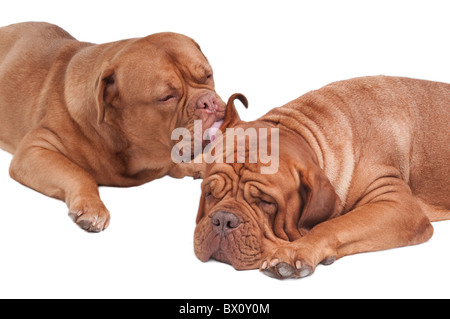 Hund leckt Ohr des Freundes Stockfoto