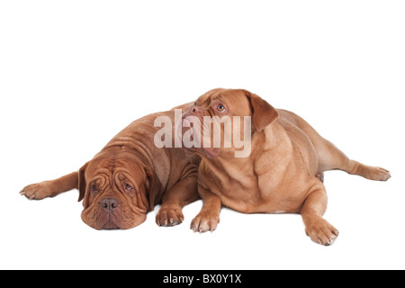 Zwei Dogge de Bordeaux aufwachen Stockfoto