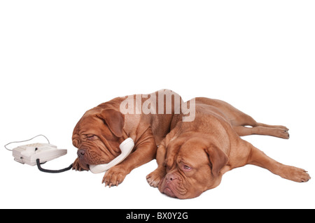 Zwei Hunde am Telefon sprechen Stockfoto