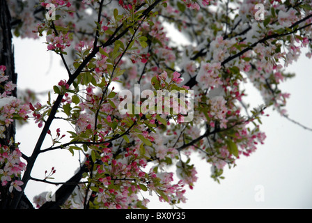 Schnee und Eis auf Blüten Stockfoto