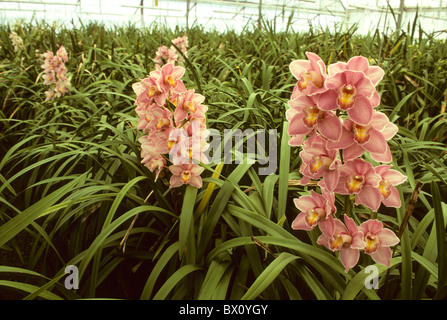 Rosa Orchideen wachsen in einem grünen Haus Stockfoto