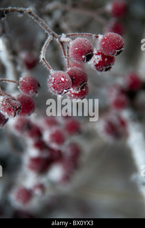 Weißdornbeeren Stockfoto