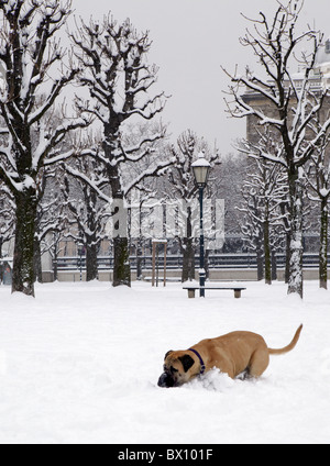 Bull Mastiff Hund spielen im Schnee Stockfoto