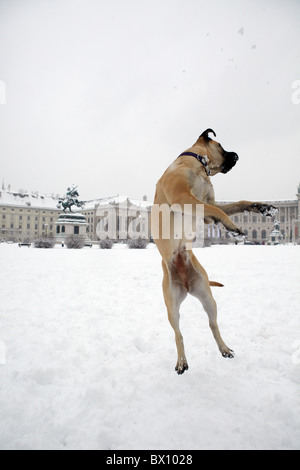 Bull Mastiff Hund springen im Schnee Stockfoto