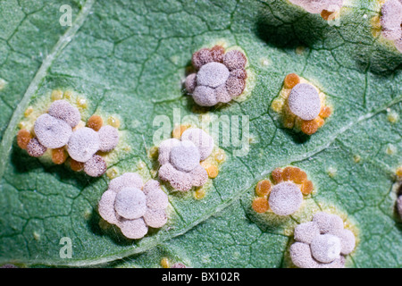 Nahaufnahme von Stockrosen Rost durch den Pilz Puccinia Malvacearum an den Unterseiten der Blätter verursacht wird. Stockfoto