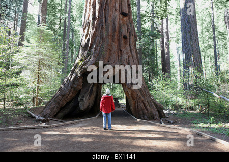 Giant Sequoia Redwood im kalifornischen Calaveras grosser Bäume Park. Stockfoto