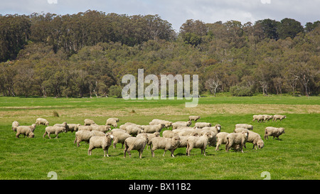 Eine Herde Schafe weiden in der Nähe von Albany in Westaustralien. Stockfoto