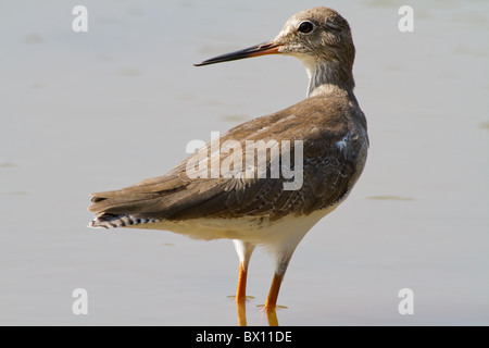 Gemeinsamen Rotschenkel oder einfach Rotschenkel (Tringa Totanus) am Yala NP Sri Lanka Stockfoto