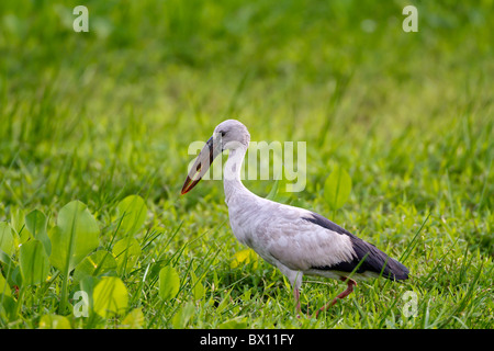 Asiatischer Openbill oder asiatischer Openbill Storch, Anastomus Oscitans in Sri Lanka Stockfoto