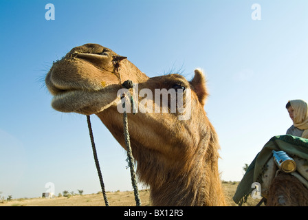 Europäische Junge sitzt auf einem Kamel in der Thar-Wüste, in der Nähe von Bikaner, Rajasthan, Indien