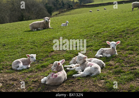 dh SCHAFE UK Schafe und Lämmer liegen auf Feld Somerset Wiese Frühlingslamm uk britischen Herde Stockfoto