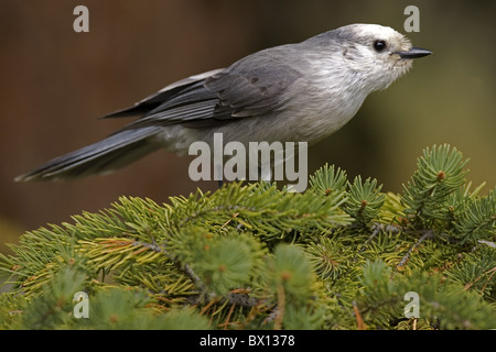 Grau, grau-Jay thront auf Nadelbaum Stockfoto