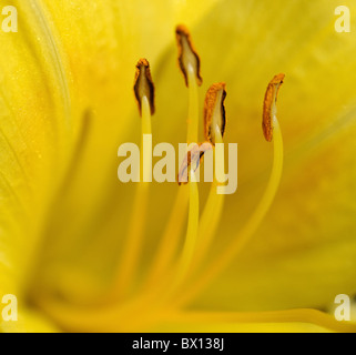 Extreme Nahaufnahme einer Taglilie Blume Stockfoto