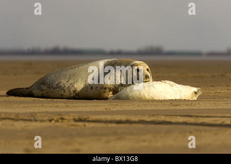 Graue Dichtung Kuh mit jungen Welpen am Strand Stockfoto