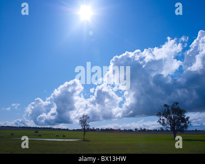 Pferde Koppel & Blau Himmel Stockfoto