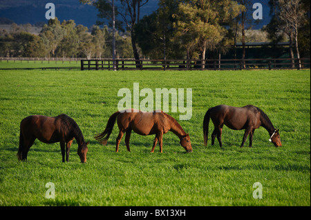 Pferde grasen auf saftigen Weiden Stockfoto