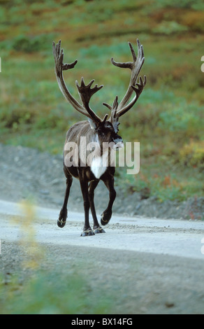 Alaska Tier Herbst Bull Caribou jubelt Denali Nationalpark Hohe Altweibersommer männlich auf Straße Stockfoto