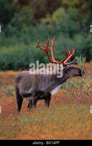 Alaska Tier Herbst blutigen Geweih Caribou bull jubelt Denali Nationalpark Hohe in der Tundra Indi Stockfoto