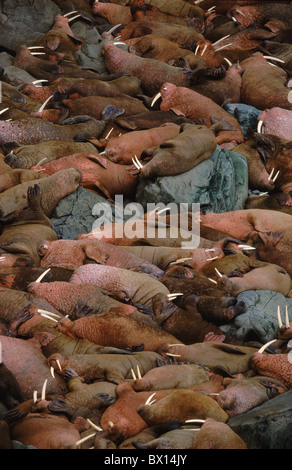 Alaska Menge Tier Bull Jubel Masse schleppen, männliche hohe liegen viele Massen Odobenus Rosmarus Pi Stockfoto