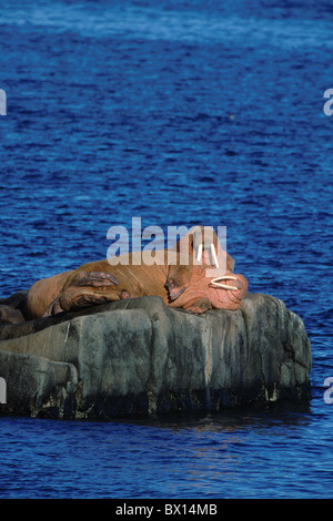 Alaska Tier Bull jubelt Küste Felsplatte hohe männliche Odobenus Rosmarus auf Rock Porträt Format po Stockfoto