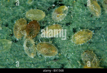 Glasshouse Mottenschildläuse Skalen & Puppen parasitiert von parasitoiden Wespen Eretmocerus eremicus Stockfoto