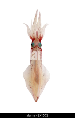 lebendig Kalmar Loligo Vulgaris Meeresfrüchte isoliert auf weiss Stockfoto