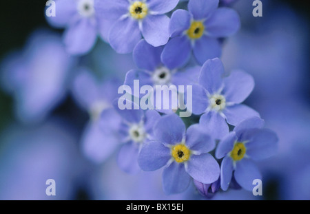 Alpenraum Wehrgang Blüten Nahaufnahme Detail Feld Blumen Vergissmeinnicht Myosotis Italien Europa lila A Stockfoto