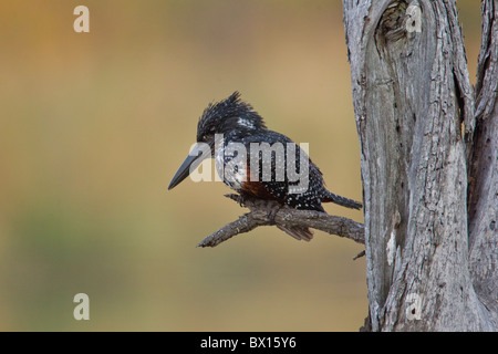 Portrait über einen riesigen Eisvogel (Megaceryle Maxima) auf einem Zweig. Das Foto wurde im Krüger Nationalpark, Südafrika. Stockfoto