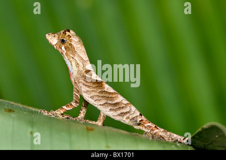 Anolis Nitens Eidechse aus ecuador Stockfoto