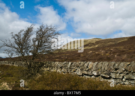 Dh Osten Lomond Lomond Hills FIFE Fife Land Landschaft Trockenmauern wand Schottland Hill Stockfoto