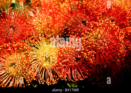 Frische Blumen für Verkauf Funchal Markt Madeira Stockfoto