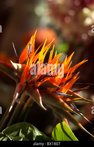 Frische Blumen für Verkauf Funchal Markt Madeira "Bird Of Paradise" Strelitzia reginae Stockfoto