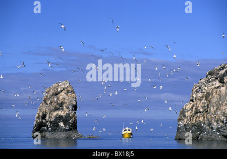 Alaska Gull Island Kachemak Bay in der Nähe von Homer USA Amerika Vereinigte Staaten Meer Schiff Tiere Vögel Nordamerika Stockfoto