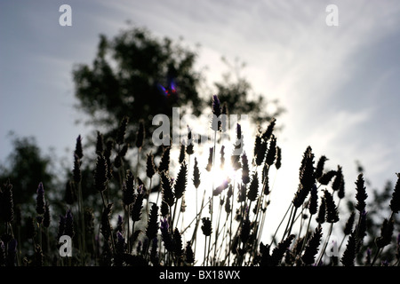 Blumen in der Morgendämmerung mit Lichter hinter Ihnen Stockfoto