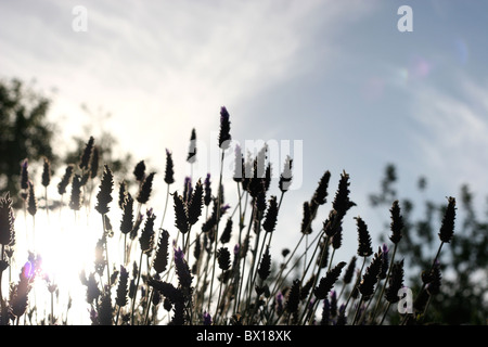 Blumen in der Morgendämmerung mit Lichter hinter Ihnen Stockfoto