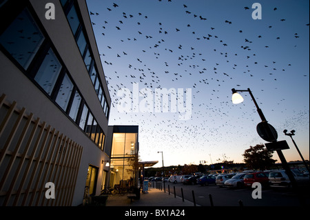 Krähen im Himmel über Parkplatz Stockfoto