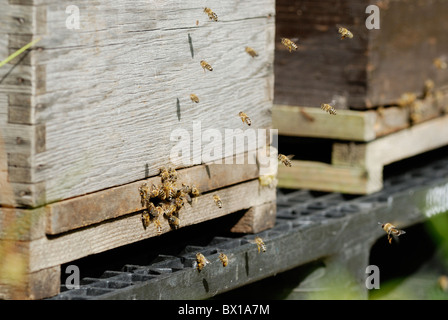 Nahaufnahme von Honigbienen, Apis Mellifera, betreten und verlassen den Bienenstock, Wales Stockfoto