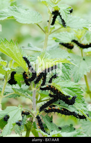 Raupen des Pfauenfalters, Inachis io, Fütterung auf Brennnesseln, Urtica dioica Wales, Großbritannien Stockfoto