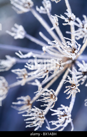 Morgensonne auf frostgrünen Landschaften. Schottland, Vereinigtes Königreich Stockfoto