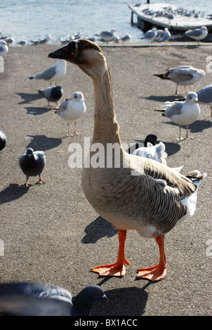 Chinesische Gans Spaziergänge unter Ring abgerechnet Möwen auf Bootsfahrer Dock. Stockfoto