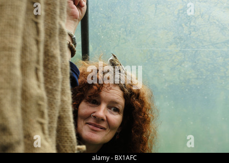 Baumkronen, Certhia familiaris auf dem Kopf einer Frau, Wales, Großbritannien Stockfoto