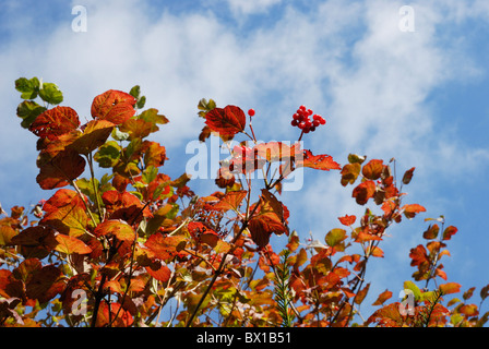 Herbstlaub und Beeren von Guelder Rose, Viburnum opulus, Wales, Großbritannien. Stockfoto