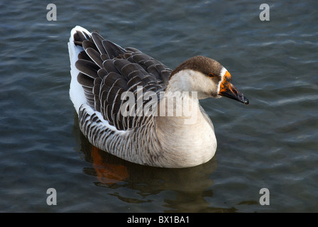 Domestizierte chinesische Gans in Lake Ontario Gewässern. Stockfoto