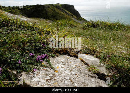 Thymus serpyllum, wilder Thymian, wachsende in Küstengebieten, Grünland, tolles Tor, Gower, Wales, UK. Stockfoto