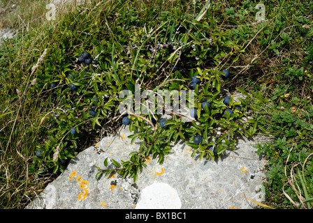 Betäubt Prunus spinosa, Blackthorn mit Beeren, Sloes wächst auf einem Seacliff, Wales, Großbritannien. Stockfoto